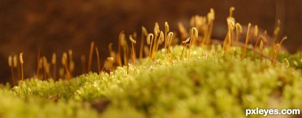 Curls Of Nature